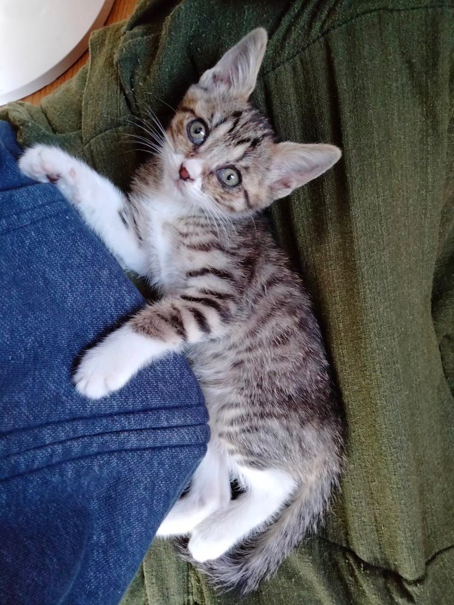 今日の1年前…
だんながたびちゃんを拾いましたw

ちっちゃかったのがこんなに大きくなりました！あっというまー！！🤣 https://t.co/AZtvFLpChC https://t.co/IqqR3T9OBv