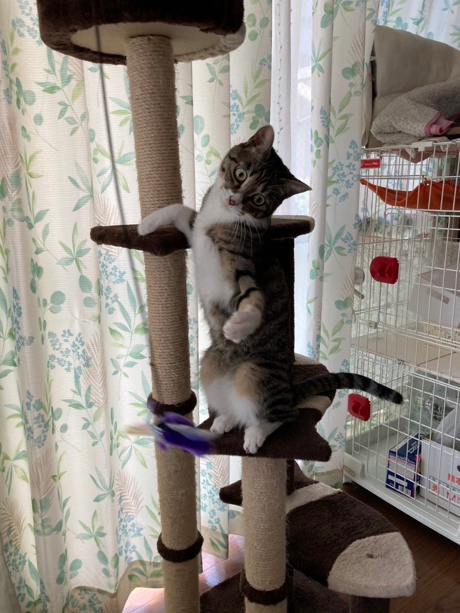 今日の1年前…
だんながたびちゃんを拾いましたw

ちっちゃかったのがこんなに大きくなりました！あっというまー！！🤣 https://t.co/AZtvFLpChC https://t.co/IqqR3T9OBv