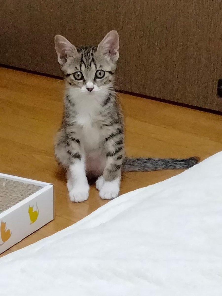 今日の1年前…
だんながたびちゃんを拾いましたw

ちっちゃかったのがこんなに大きくなりました！あっというまー！！🤣 https://t.co/AZtvFLpChC https://t.co/IqqR3T9OBv