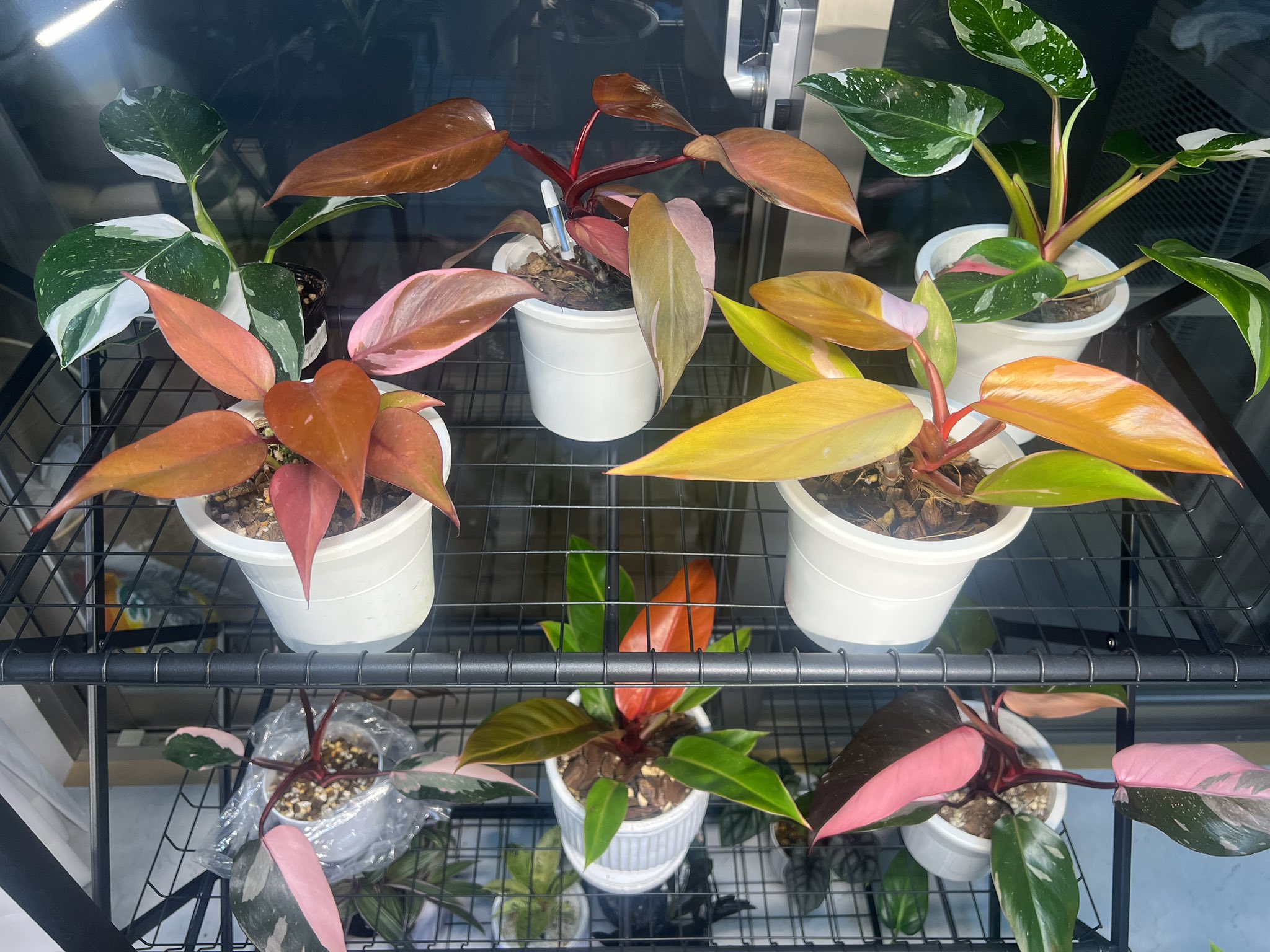 希少❗️スヌーピー❗️フィロデンドロン　アプラナタム　アプラナツム✨ 希少❗️スヌーピー❗️フィロデンドロン アプラナタム