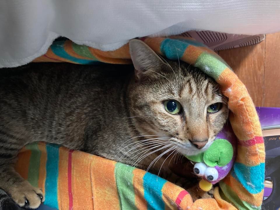 collectif_bois's tweet photo. BLA BLA CAT
Apres leur abandon dans le bois de Vincennes CRAQUOTTE et BISCOTTE recherche une famille adoptive pour la vie ensemble. Castrés, identifiés, vaccinés, test FIV négatifs. Très joueurs et câlins.
@onevoiceanimal @SavoirAnimal07 @FIFI728657 @nisalina6 @Titine06Titine https://t.co/OOuKwGBa4q