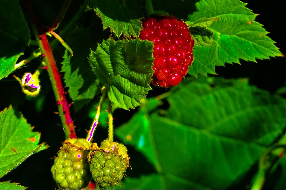 Boysenberries
Photographer Jon Pinter 
#sandiegolife #sandiegophotographer #sandiegophotography
#socalphotographer #socal #mysdphoto #photography #photographyisanart #PhotoOfTheDay #fotografie #coast #coastlife #coastal #beach #beachlife #sandiego #socal #california #olympus