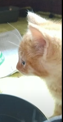 FriendsofFelix's tweet photo. You might notice we have THREE tiny Pioneers and that's because we caught the boys' goopy lil sis around midnight last night!! <3 Orange boy pictured because i'm proud of him for learning how to drink water 
https://t.co/HEF9IBq4iy https://t.co/2TQetTsKPW
