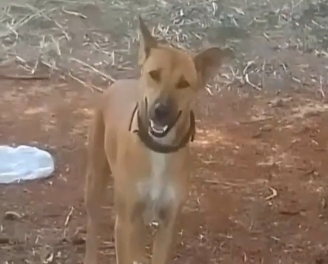 Please be kind to her. She has been waiting for her owner for two months.
khaosodenglish.com/news/2023/06/0… 
#WhatsHappeningInThailand #thaidogs #getlost