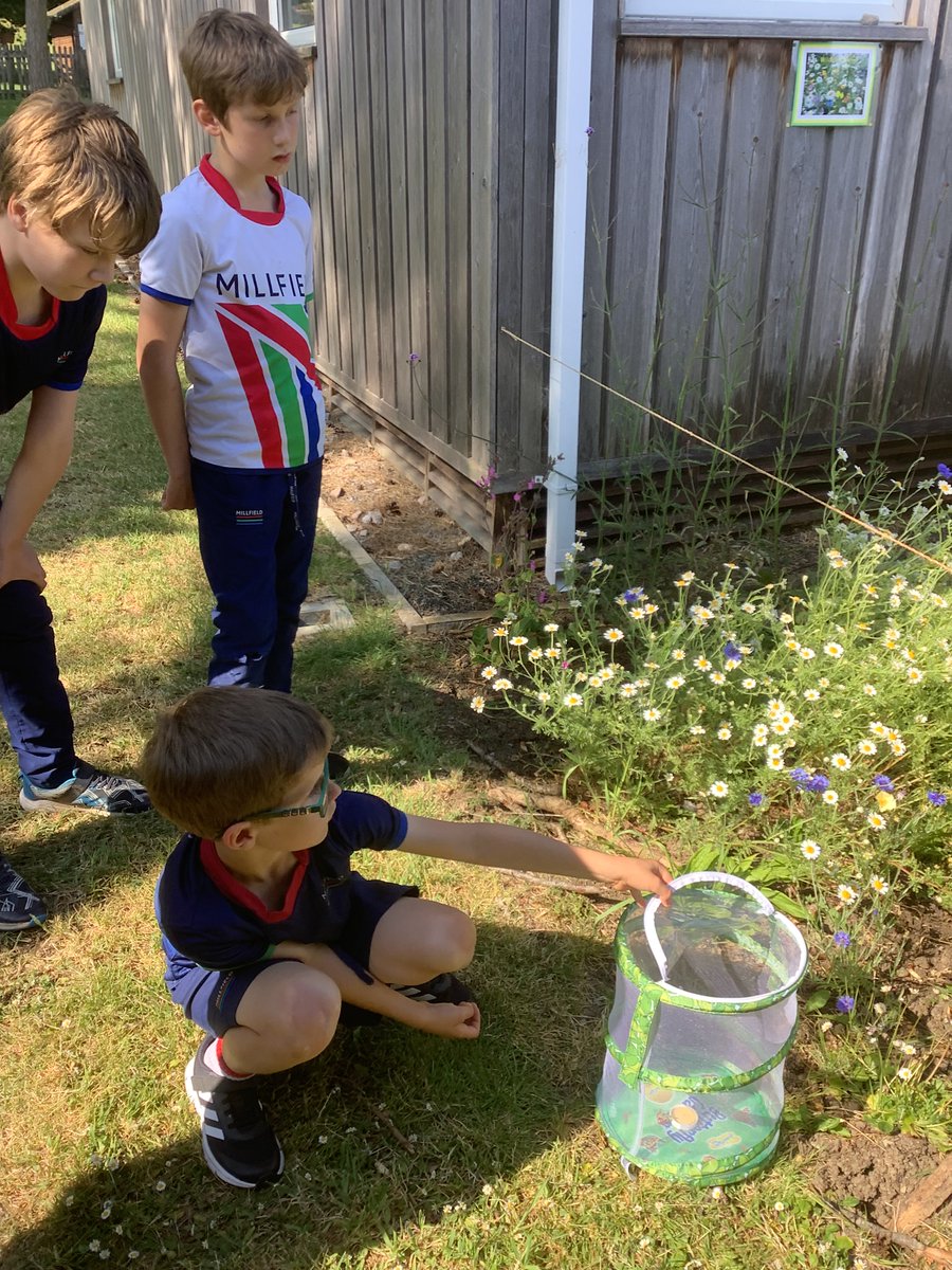 MillfieldPrep's tweet photo. 🦋 Eco Club released butterflies into the flower garden over the past few weeks. 🦋

MPS pupils have been watching the butterflies grow since they were caterpillars! 💙

The butterflies are ‘painted ladies’ with beautiful orange patterns on their wings. ✨ https://t.co/GrM7sGdwXU