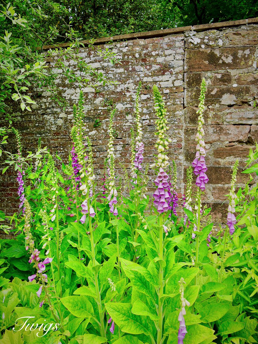 Day 6 #30DaysWild A morning spent at Acorn Bank, the herb garden was a feast for the senses. Bees enjoying the Catnip, Rosemary and Foxgloves @nationaltrust