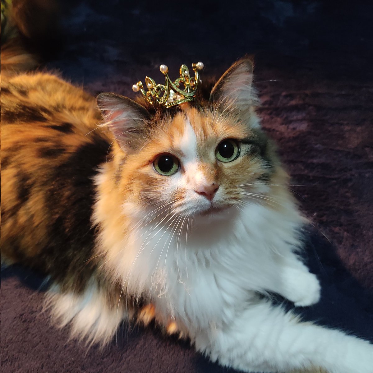 My princess ! 😍 #catlover #cats #catlove #catdad  #singlelife #princess