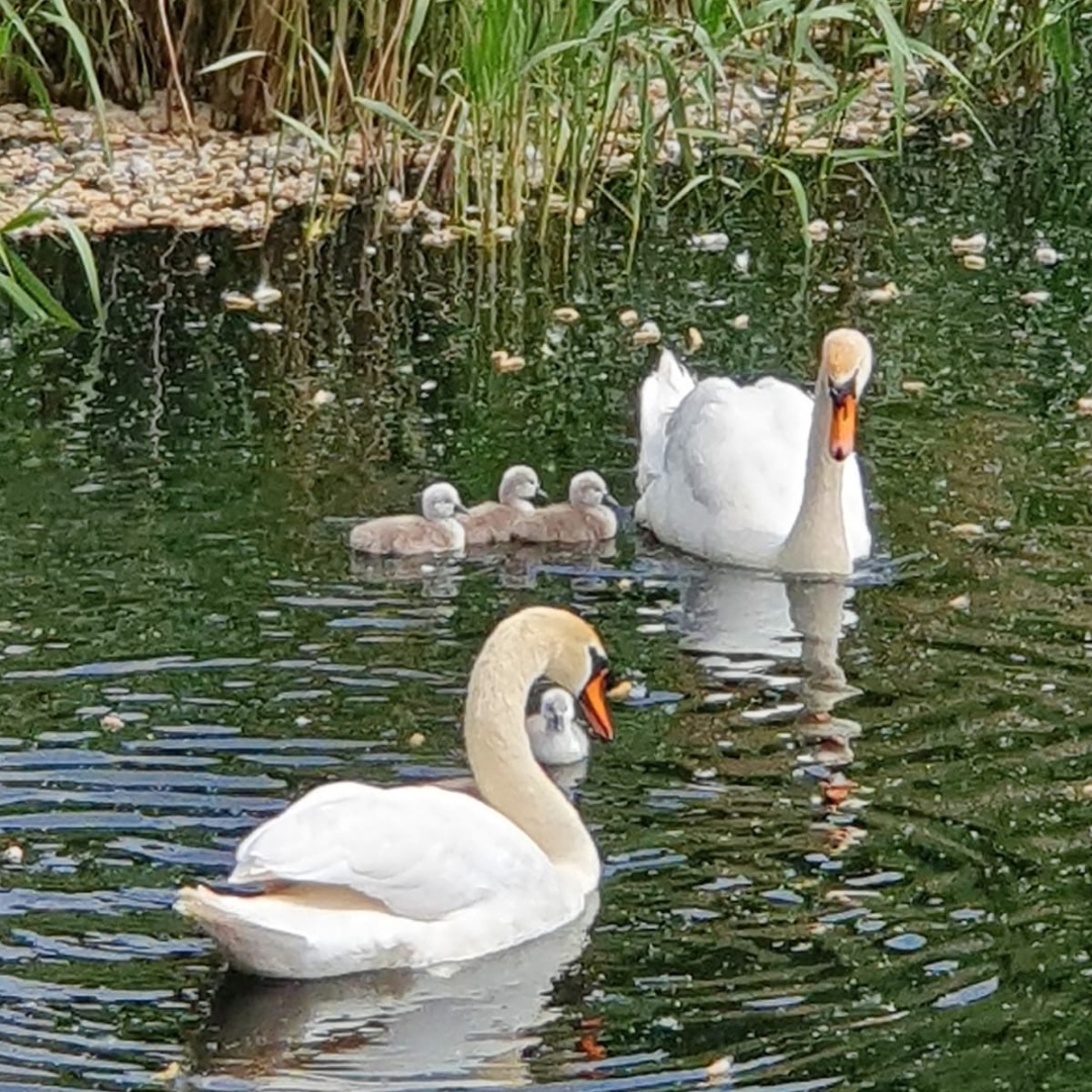 CYGNET COUNTDOWN RESULTS
Thanks to all entrants. Amazingly, the winner and new Swan Queen for 2023 is Violet, who came second last year! Congratulations! 🦢👸🎉
1st   -  Violet Vaughan
2nd -  Erin Jackson
3rd  -  Silver the cat
4th  -  Toby Higgins
Pics courtesy of Wolf Gruellich
