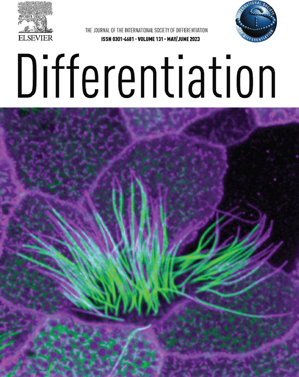 Differentiation Journal (@diff_journal) on Twitter photo Issue 131 is now complete!
On the cover: Confocal image of a multiciliated cell in the Xenopus epidermis, with motile axonemes labelled by an axonemal dynein (GFP-Dnai2) and membraneRFP (magenta). From Lee et al., 2023 <a href="/jbwallingford/">John Wallingford</a>
sciencedirect.com/journal/differ… Issue 131 is now complete!
On the cover: Confocal image of a multiciliated cell in the Xenopus epidermis, with motile axonemes labelled by an axonemal dynein (GFP-Dnai2) and membraneRFP (magenta). From Lee et al., 2023 <a href="/jbwallingford/">John Wallingford</a>
sciencedirect.com/journal/differ…