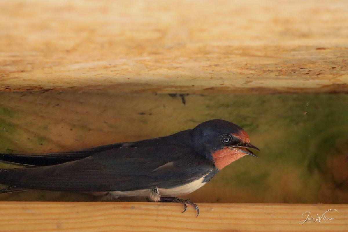 Swallow
#birdsseenin2023 #birdphotography #birdpics #TwitterNatureCommunity #TwitterNaturePhotography #wildlifephotography #bbcspringwatch #BBCWildlifePOTD #rspb_love_nature