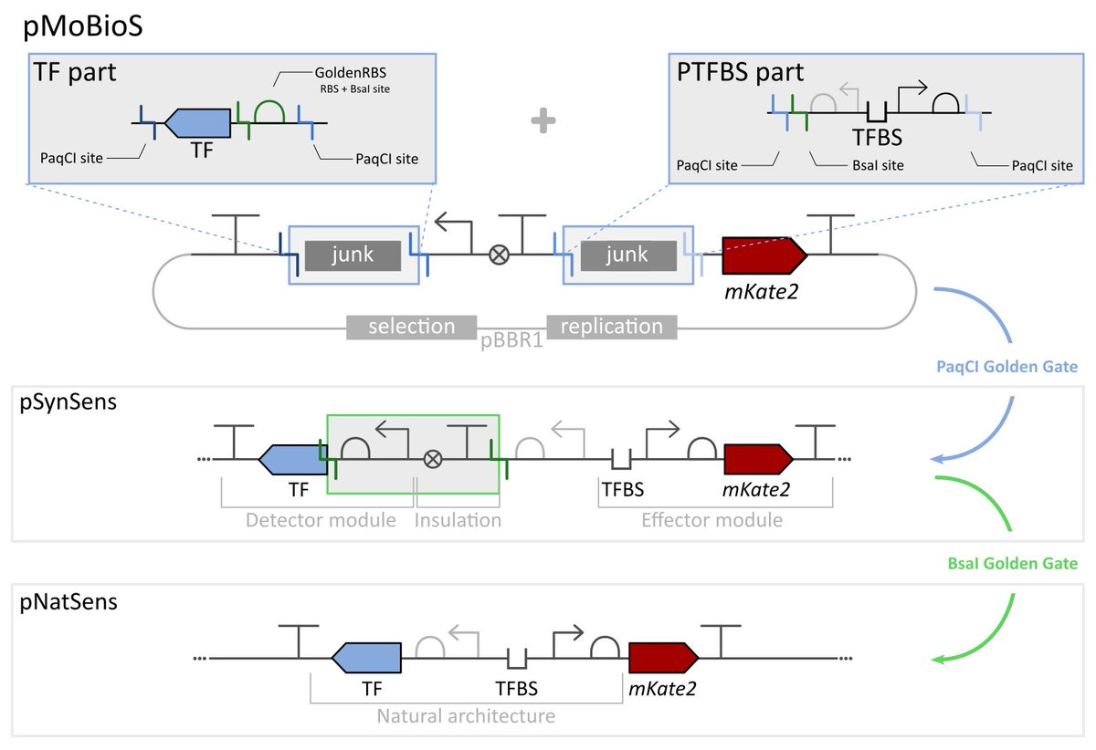 Centre for Synthetic Biology (@csb_ugent) on Twitter photo New article out! "MoBioS: Modular Platform Technology for High-Throughput Construction and Characterization of Tunable Transcriptional Biological Sensors" mdpi.com/2318144 <a href="/Biosensors_MDPI/">Biosensors</a> Congrats to <a href="/Wouter_DM/">Wouter Demeester</a>, <a href="/BaetsJasmine/">Jasmine De Baets</a>, <a href="/DriesDuchi/">Dries Duchi</a>, <a href="/mademey/">Marjan De Mey</a> and <a href="/BrechtDePaepe/">Brecht De Paepe</a>! New article out! "MoBioS: Modular Platform Technology for High-Throughput Construction and Characterization of Tunable Transcriptional Biological Sensors" mdpi.com/2318144 <a href="/Biosensors_MDPI/">Biosensors</a> Congrats to <a href="/Wouter_DM/">Wouter Demeester</a>, <a href="/BaetsJasmine/">Jasmine De Baets</a>, <a href="/DriesDuchi/">Dries Duchi</a>, <a href="/mademey/">Marjan De Mey</a> and <a href="/BrechtDePaepe/">Brecht De Paepe</a>!