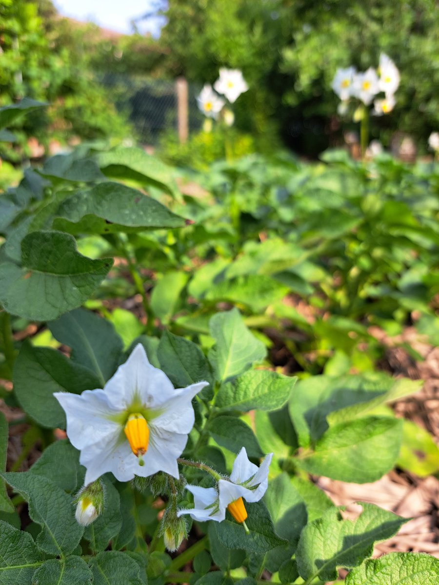 s_halftermeyer's tweet photo. Les fleurs de pomme de terre sont enfin de sortie!
#plantcertifié #potager https://t.co/kcJOdzeJaD
