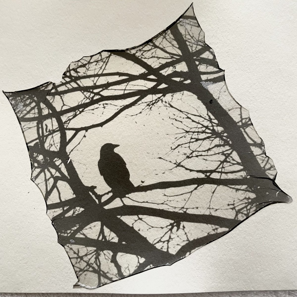 MaureenBond's tweet image. My crow and raven #polaroidlift body of work new member 😊  #believeinfilm