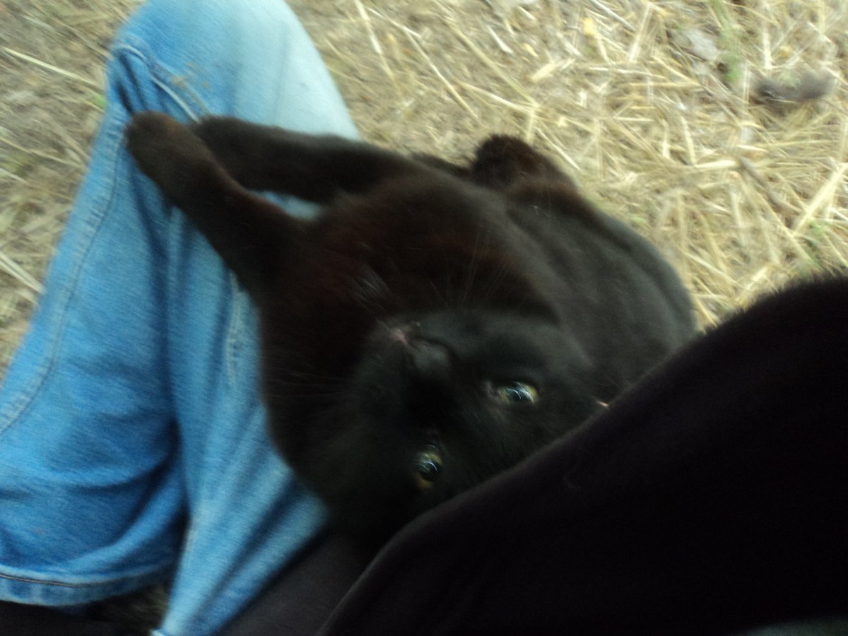 Blackie: Can you make your lap bigger, Mike? I'd really like to take a nap. #CommunityCats #StrayCats #TNR