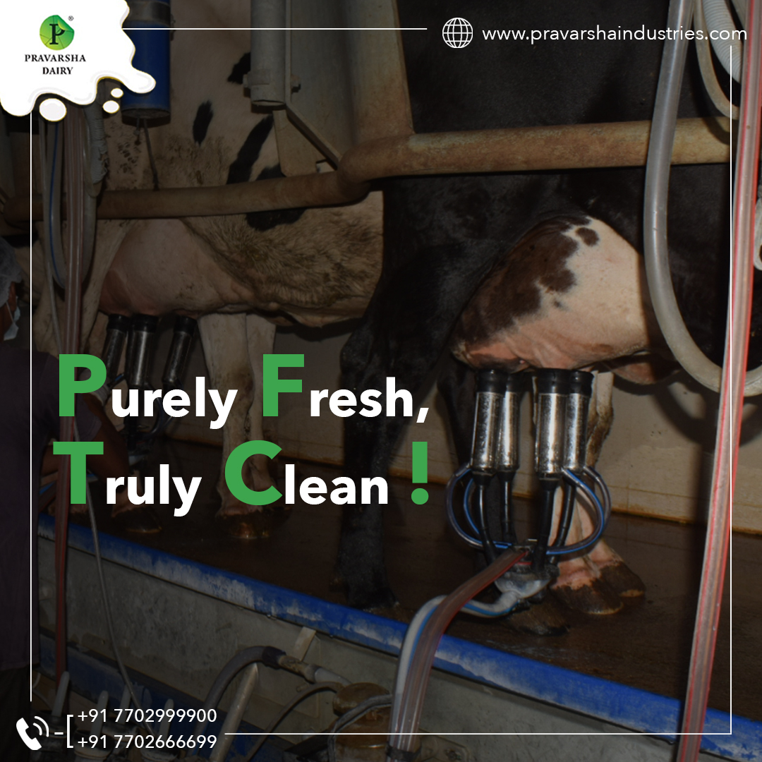 Experience the purity of farm-fresh milk, untouched by human hands, straight from our dairy to your table. 

Indulge in the taste of true freshness and nourish your body with the finest quality. 

#FarmFreshMilk #PureGoodness #PravarshaDairy