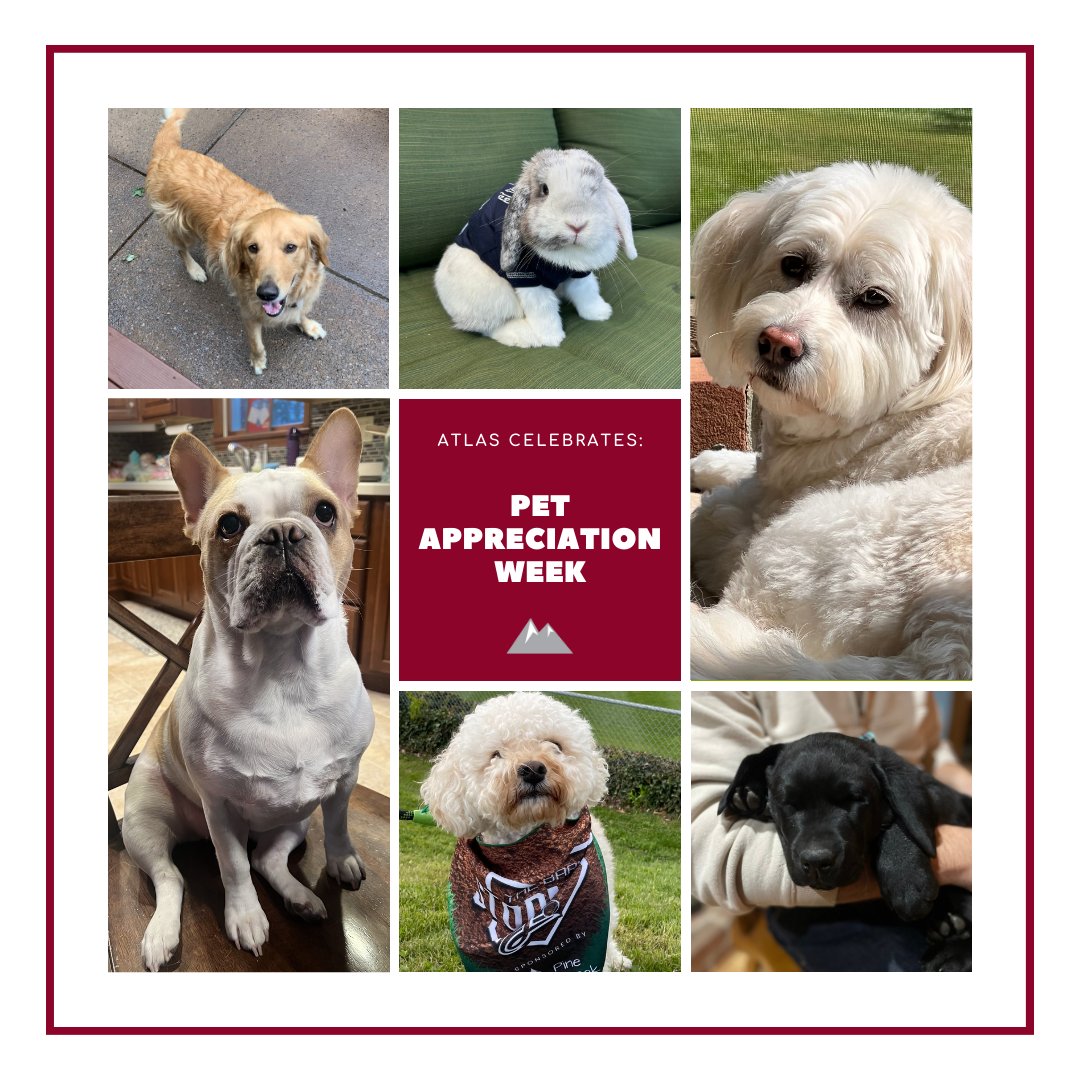 Let’s have a round of applause for the “coworkers” that get us through the day. 

Happy Pet Appreciation Week from the pets of Atlas Marketing. 

#petappreciationweek #pets #workpets #coworker #remotelife #remotework #remotecoworker #furryfriends