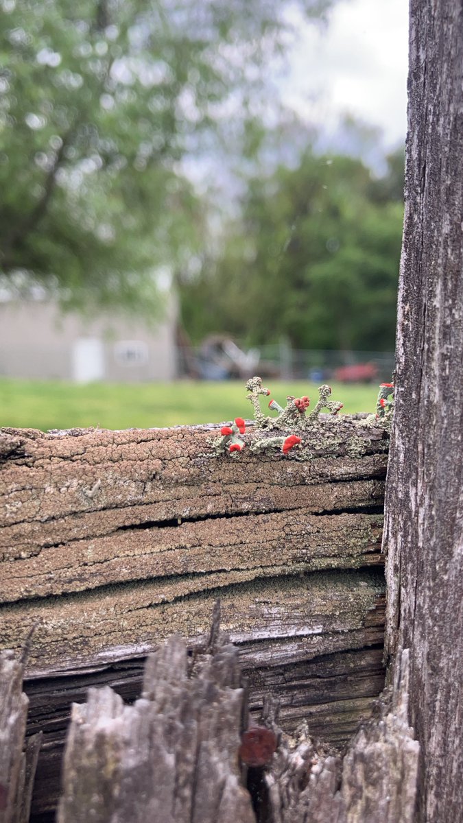 LVCEnvi's tweet photo. Emily also shared photos of British soldier lichen she recently discovered.  Lichen are symbiotic organisms that are comprised of algae/cyanobacteria and fungi.  Scientists use lichen as bioindicators of atmospheric pollution. https://t.co/16bgPL3neC