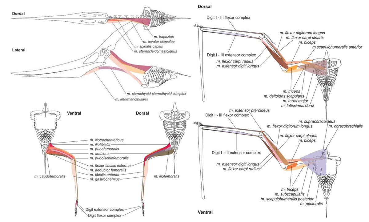 So you wanna draw a pterosaur (accurately)? A thread of published, visual resources that you might find useful. Starting with musculature reconstructions from Pterosaurs: Natural History, Evolution, Anatomy (Witton, 2013)