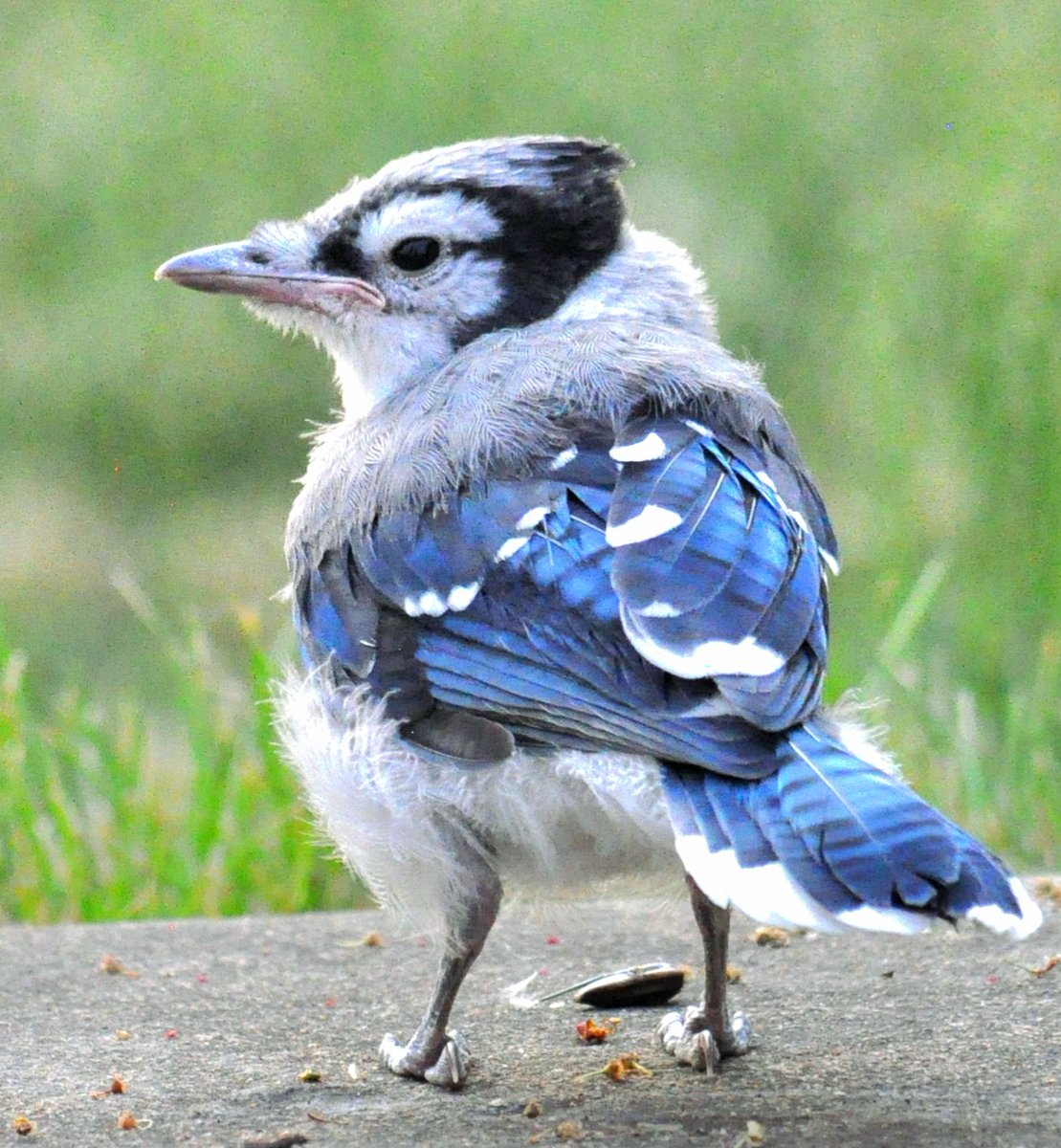 This young Bluejay isn't sure what he thinks of this big new world !