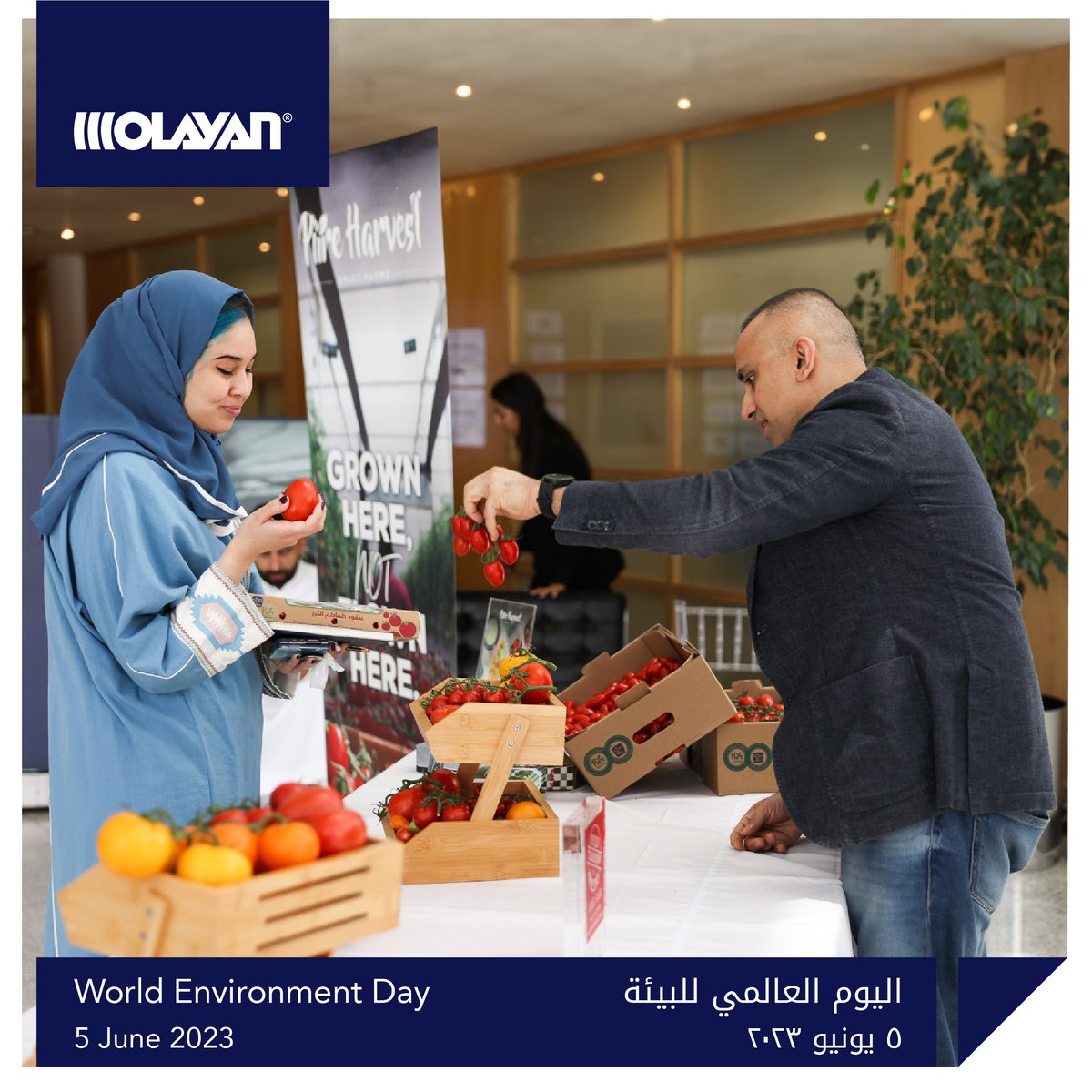 جانب من الاحتفاء باليوم العالمي للبيئة الذي شهدناه مع موظفينا في شركة العليان بالشراكة مع Pure Harvest الرائدة في مجال الزراعة المستدامة.
<a href="/PureHarvestSF/">Pure Harvest Smart Farms</a>