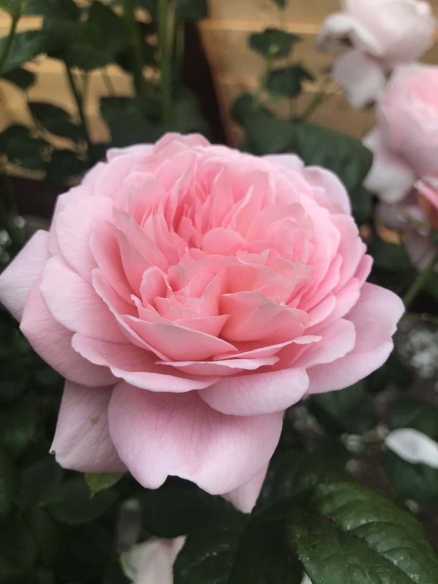 Isn’t she lovely #roses #gardening