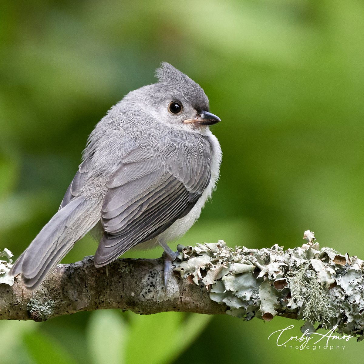 Have to go with another fledgling pic on #titmousetuesday. Tufted Titmouse.
.
linktr.ee/corbyamos
.
#birdphotography #birdwatching #birding #BirdTwitter #twitterbirds #birdpics