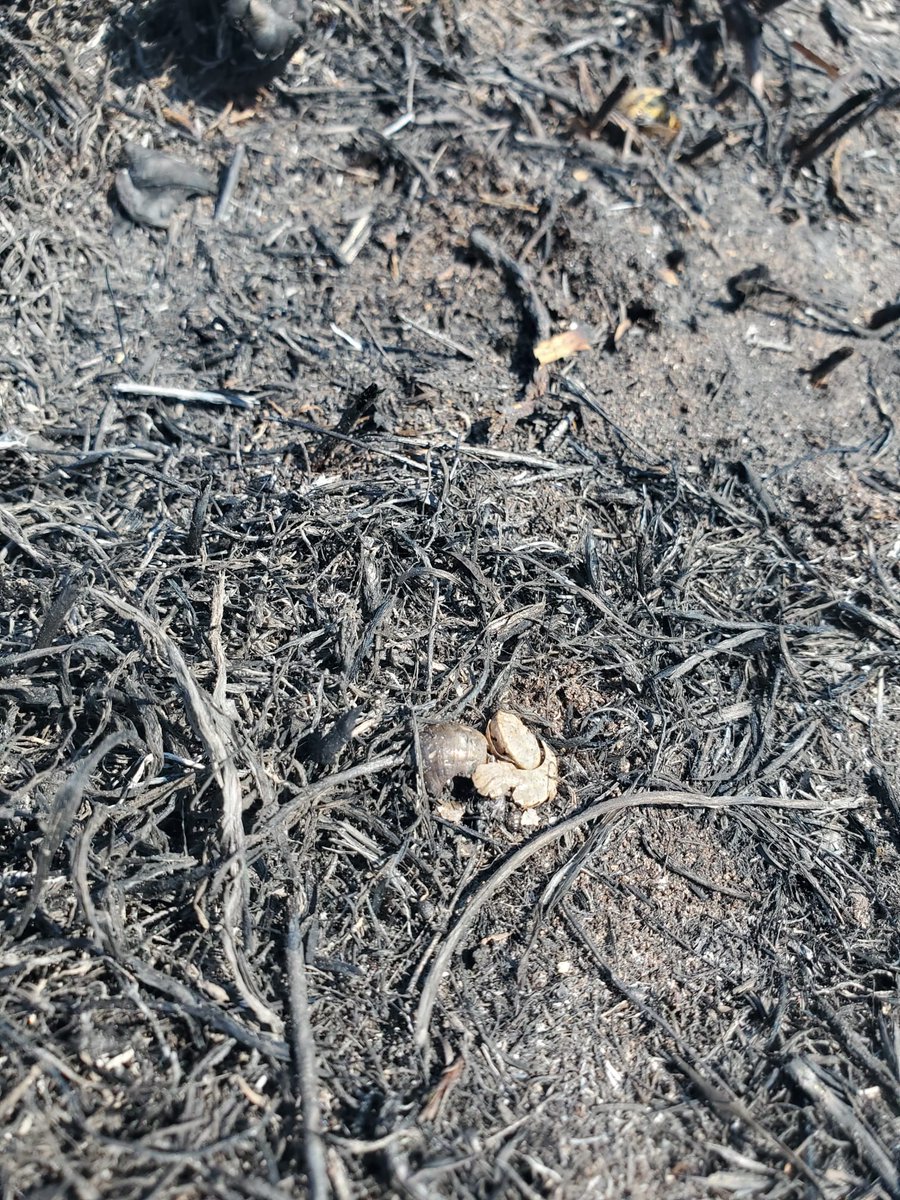 jerosullivanRK's tweet photo. Disaster in Maherees this morning as a large area of the Dune network destroyed by fire - would have been much worse except for fire service and the 70 or so locals who rushed to help put out the fire. Please don't light fires in the wild. @radiokerrynews https://t.co/PYhdPMWvqO