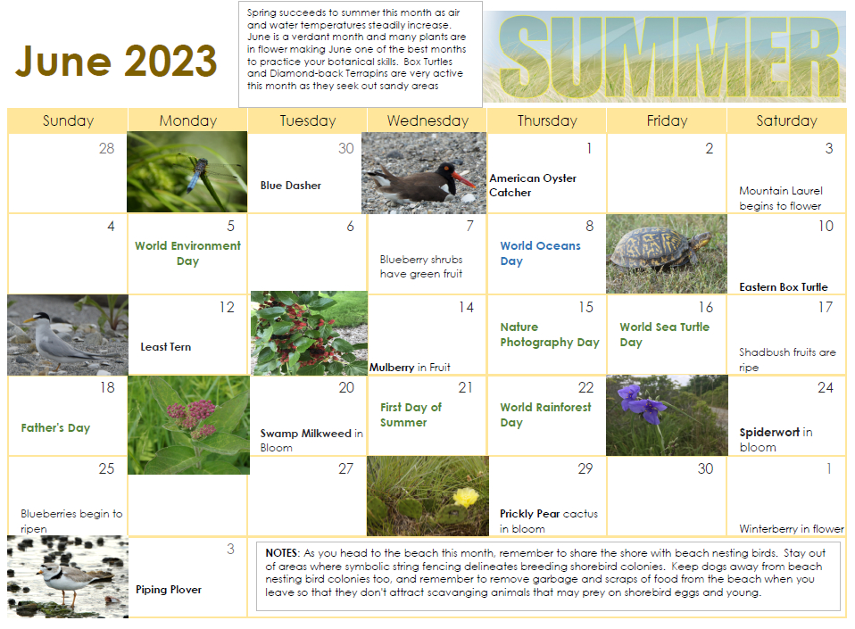 Connecticut's forests are lush during June, with trees such as oak, maple, beech, and hickory in full foliage. Check out what other natural wonders are happening in our June nature calendar! #Nature #June #CTNature #Connecticut