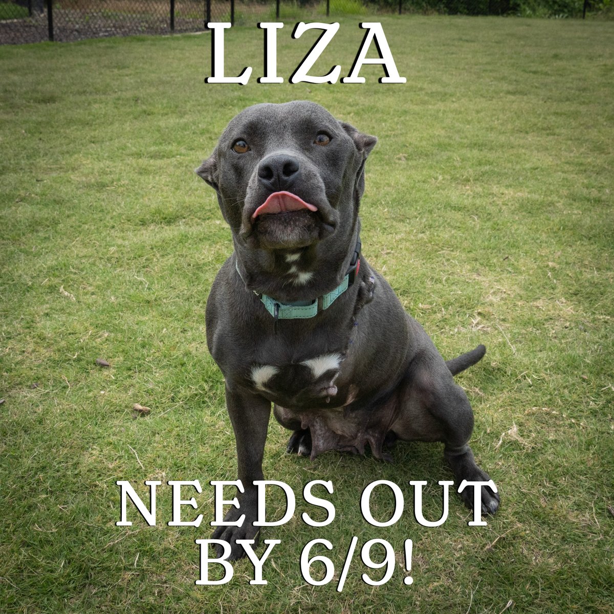 ACAS_PAWS's tweet photo. NEEDS OUT BY FRIDAY 6/9
Meet Liza!!
This sweet girl was dealt a hard hand when she had to have one of her front legs amputated. She hasn't let that stop her and she is still full of love! She LOVES getting snuggled and wants nothing more than to crawl into your lap. Adopt today! https://t.co/VnXGEHECQ3