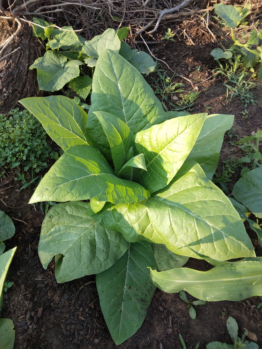 FieldButcher's tweet image. 