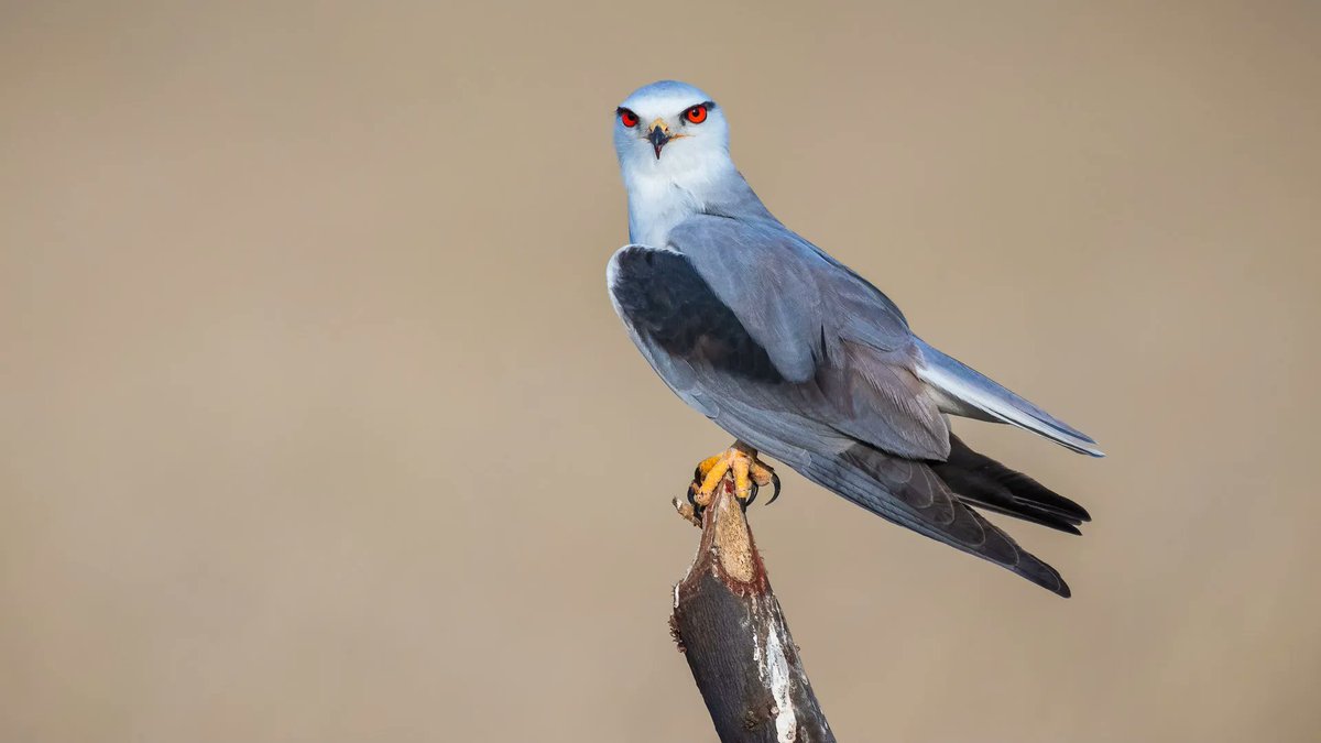 Meet the Black-shouldered Kite! This majestic raptor commands attention with its distinct white plumage and black shoulders. Take a moment to appreciate the beauty of nature #IndiAves #BirdsOfPrey #NaturePhotography @RaptorPolitics @WildlifeMag #BBCWildlifePOTD