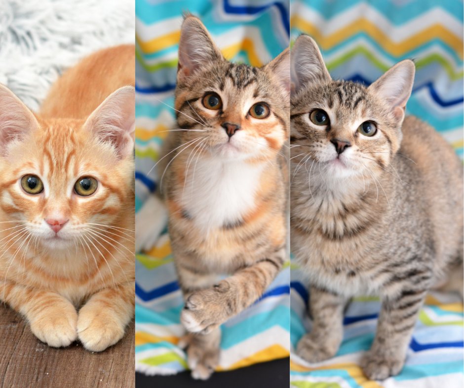 TpawsNoKill's tweet photo. Kitten Shower! Check out this week's Mewsings for important updates and cute photos. - https://t.co/e3pvEqtiJf https://t.co/JdJQSm52sA