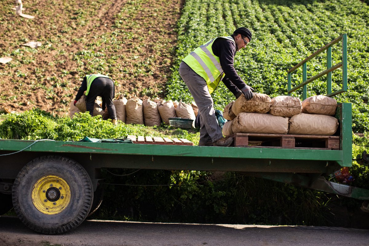 During the season, the farmers pack more than 30,000 tonnes of #JerseyRoyals, with much of the work being done by hand. Here’s a shout out to the team of dedicated farmers over in Jersey that makes it all happen to ensure Jersey Royals land fresh on our tables!
