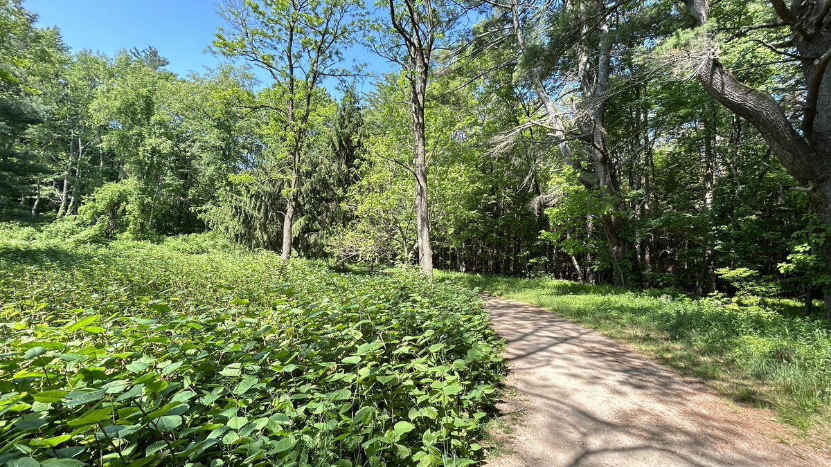 knotweed 
invasivespeciesinfo.gov/terrestrial/pl…
☀️🌾🌳🌲🏞️
#Nature #FromTheField #Hiking