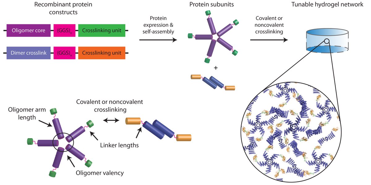 Cole DeForest (@coledeforest) on Twitter photo Want to create hydrogels – both INSIDE and OUT of living cells – with controlled viscoelasticity?
Check out our latest preprint, a fun first collaboration with the <a href="/UWproteindesign/">Institute for Protein Design</a>’s Baker Lab!
doi.org/10.1101/2023.0…
De novo protein design meets hydrogel biomaterials!
(1/11) Want to create hydrogels – both INSIDE and OUT of living cells – with controlled viscoelasticity?
Check out our latest preprint, a fun first collaboration with the <a href="/UWproteindesign/">Institute for Protein Design</a>’s Baker Lab!
doi.org/10.1101/2023.0…
De novo protein design meets hydrogel biomaterials!
(1/11)