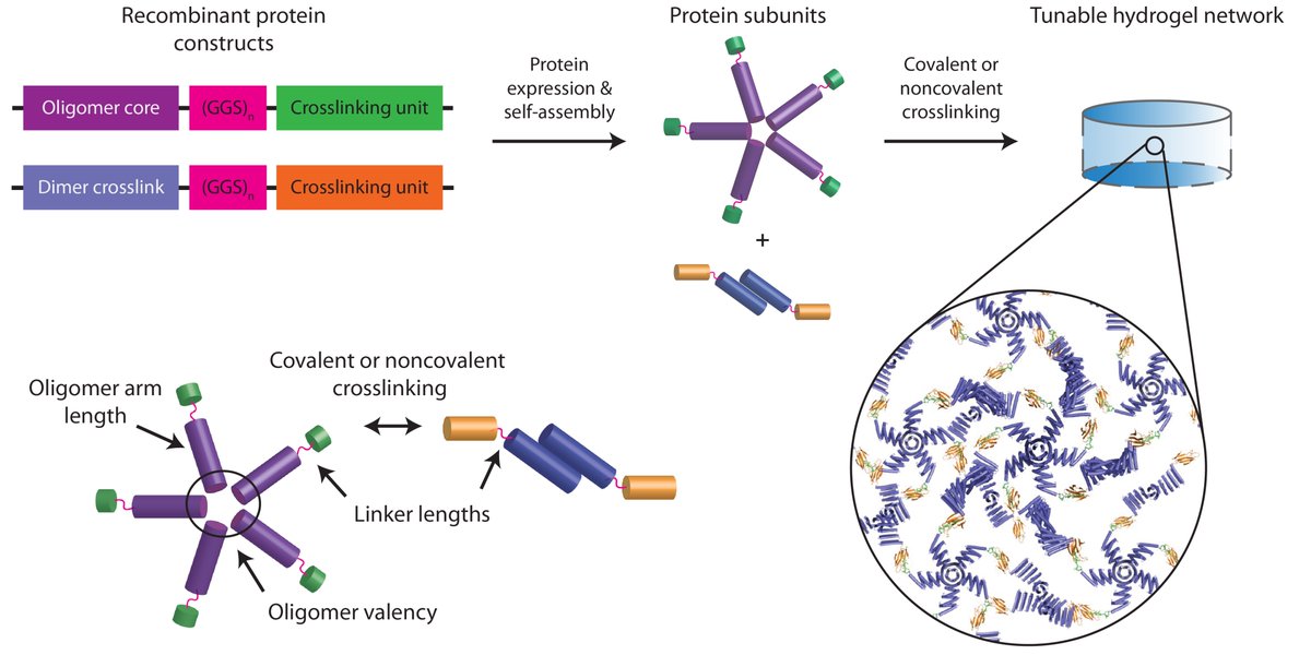 Want to create hydrogels – both INSIDE and OUT of living cells – with controlled viscoelasticity?

Check out our latest preprint, a fun first collaboration with the @UWproteindesign’s Baker Lab!

doi.org/10.1101/2023.0…

De novo protein design meets hydrogel biomaterials!
(1/11)