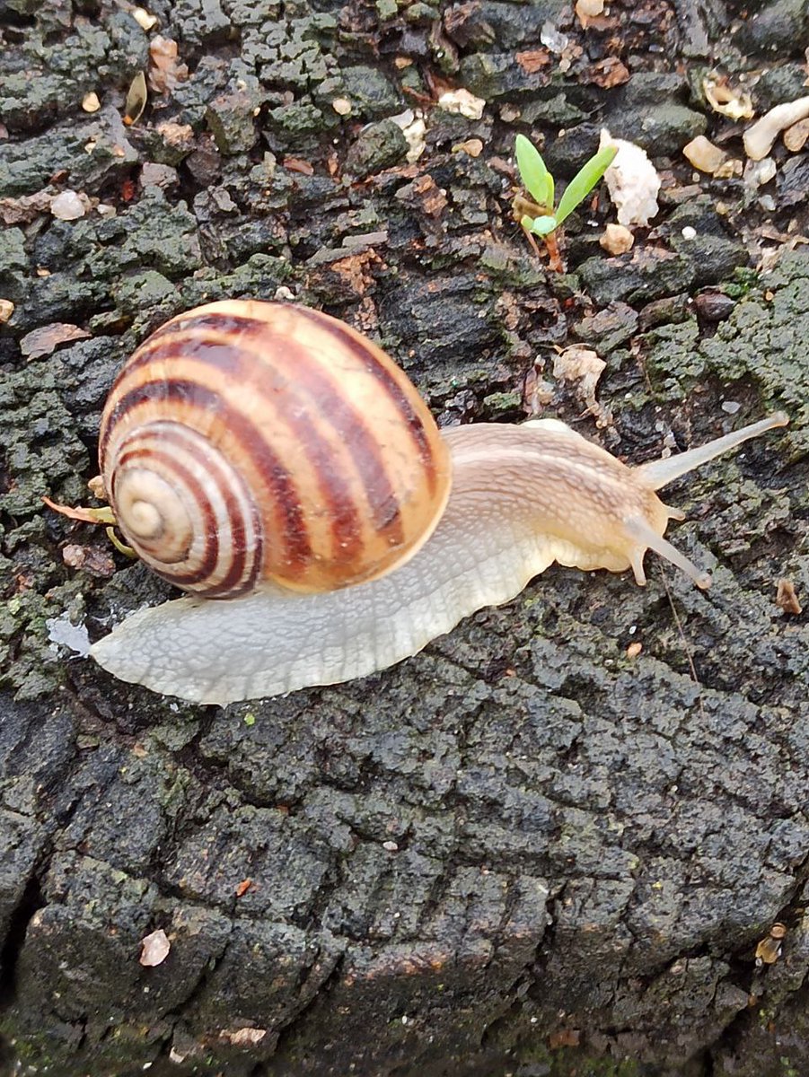 Nastromo 🇺🇦 ❤️ Memecoin tweet media