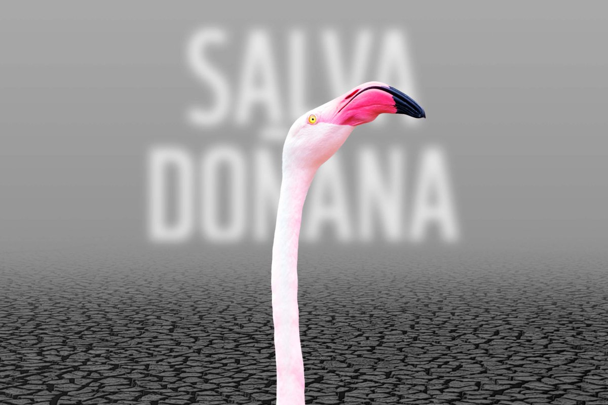 Saving the Doñana World Heritage site: Global scientists’ manifesto
actua.wwf.es/en/participa/s…
Individual signatures of thousands of scientists  across the world, who support the conservation, restoration and  sustainable use of Doñana for the benefit of people and nature