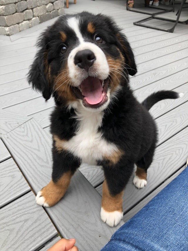 thehappydog_'s tweet photo. Do you think i'm cute ? 🥹🥰💞 https://t.co/J6n81FekVi