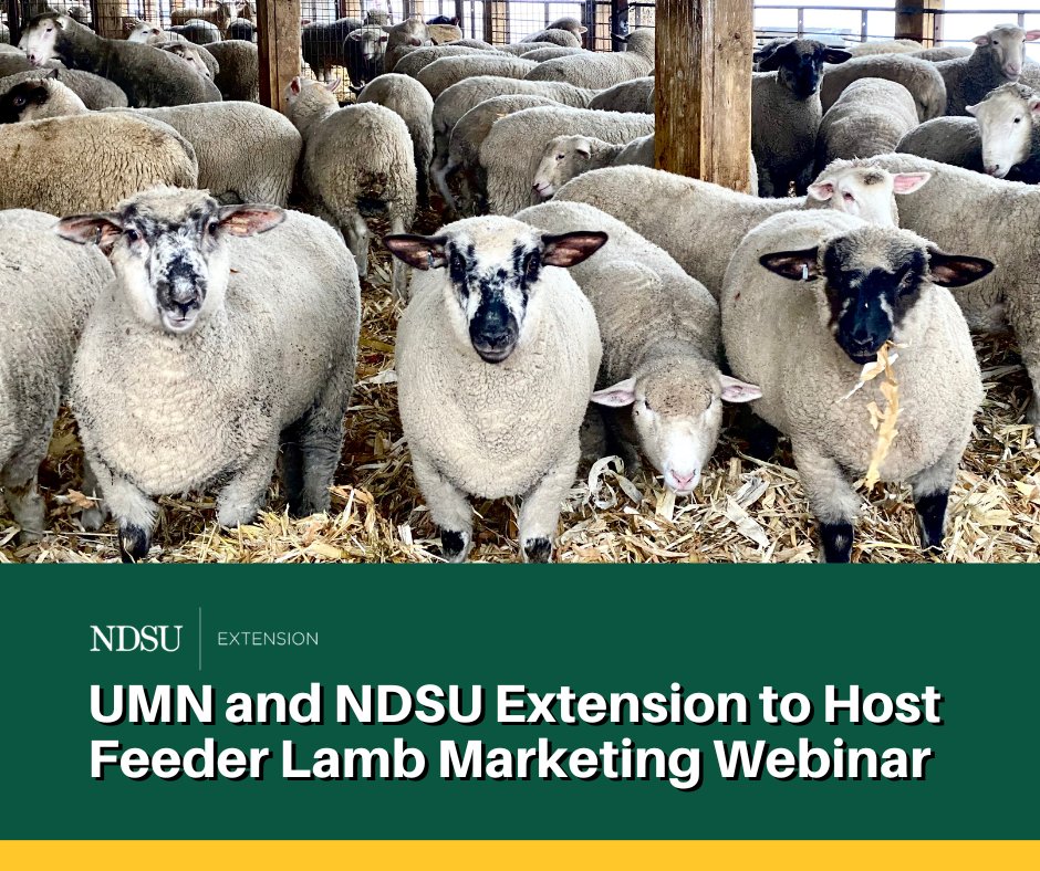 “Sheep production and profitability hinges on animal health, management  and marketing for the 2023 lamb crop,” says Travis Hoffman, NDSU/UMN  Extension sheep specialist. ag.ndsu.edu/news/newsrelea…