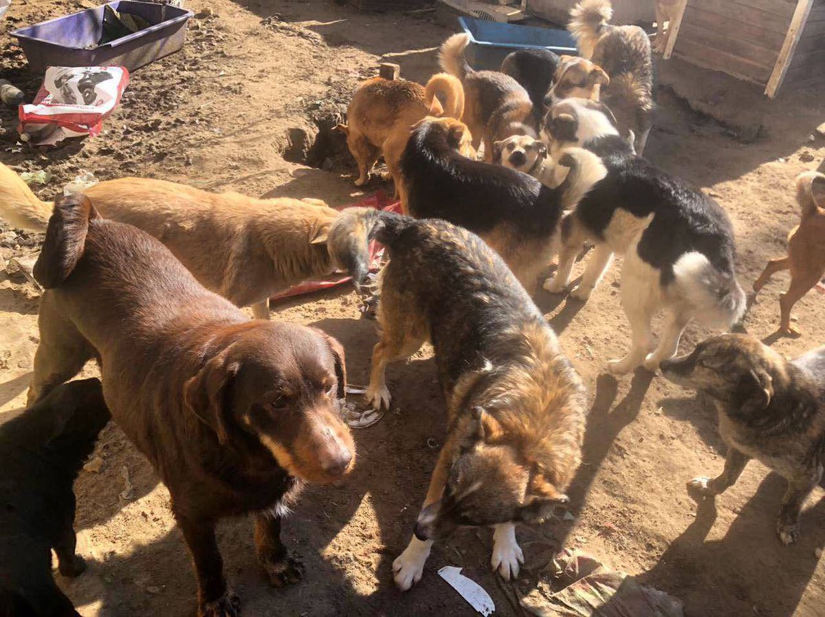 Друзі, допоможіть тваринам 

Притулок «Шанс» (Херсонська обл) потребує допомоги 700 собакам, бо їх затоплює

Якщо ви знаєте фонди/притулки у Європі, які зможуть забрати хоча б якусь к-ть собак на постійній або тимчасовій основі 

ДУЖЕ ПРОШУ НАПИСАТИ СЮДИ: instagram.com/i_am_palyanits…