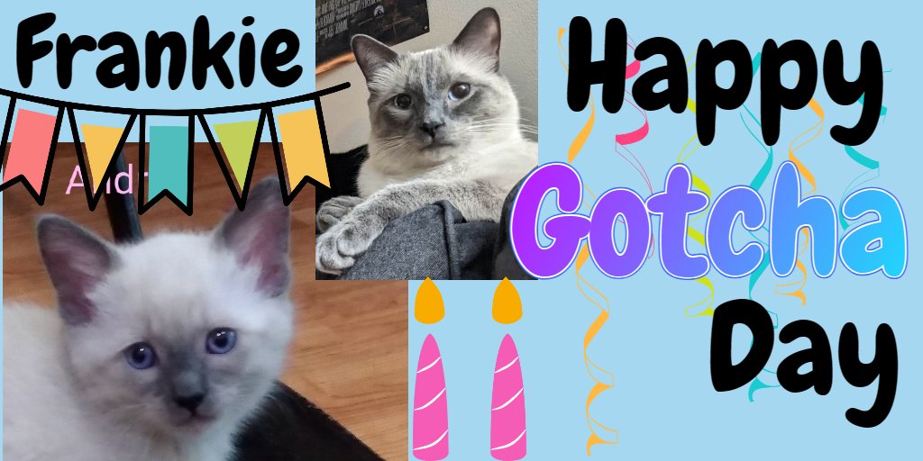 #GotchaDay #Adoptionday #Rescuecat #CatsOfTwitter 
We are so happy that Frankie was adopted into a loving home 2 years ago and has a big sister who was also adopted from our rescues before he was born.