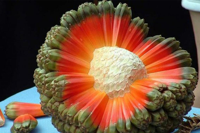 ReadBakery's tweet image. Wow, do you recognize any of these special fruits? Take A Look At These Strange Fruits From Around The World. Have You Tried Them Before? #tuesdayvibe #trends #trending #fruits #goodtuesday #tuesdaymotivations #TuesdayFeeling  
readbakery.com/food/infciq-st…