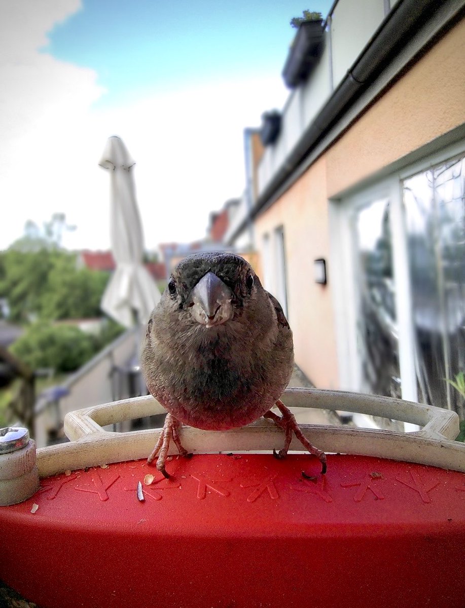 Guckguck 👁️👁️ #birdbuddy #housesparrow #haussperling