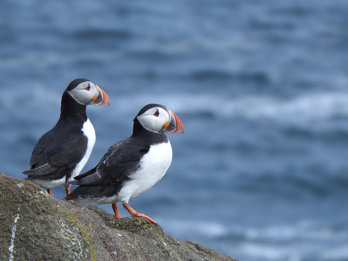 Check out todays Isle of May blog as we bring you the first installment of a full update of the seabird breeding season. Plenty happening! read on: isleofmaynnr.wordpress.com