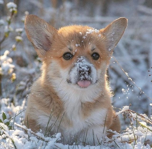 Corgiii_Lovers's tweet photo. Rate this cuteness out of 1-10 !❤️ https://t.co/MI3mc1K3jo