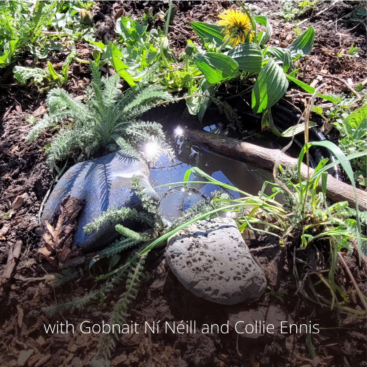 GrassrootsGuild's tweet photo. We are delighted to have been invited to host a mini-pond workshop for An Taisce's hugely influential Climate Ambassador Programme.

Register for your FREE ticket here: https://t.co/wvIMGw1wtP
#minipondnetwork #climatebassador #restorenature #skillsharing #biodiversity #dublin8 https://t.co/ZyRYQf5XEI