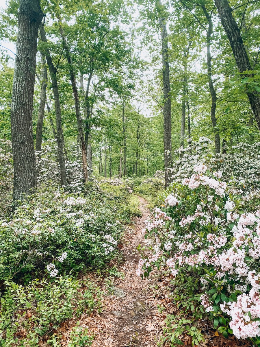 tracyalloway's tweet photo. Feels like mountain laurel blossom season should be as much of a thing as cherry blossom season. https://t.co/j7LynY9Rra