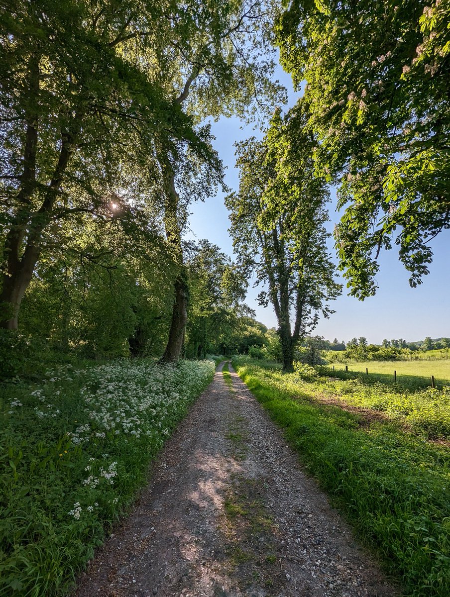 Colliers Bottom in Swyncombe #bridleway #Chilterns #landscape #landscapephoptographer #Oxfordshire #path #Pixel7Pro #Spring #Swyncombe #track #travelphotographer #trees #woods