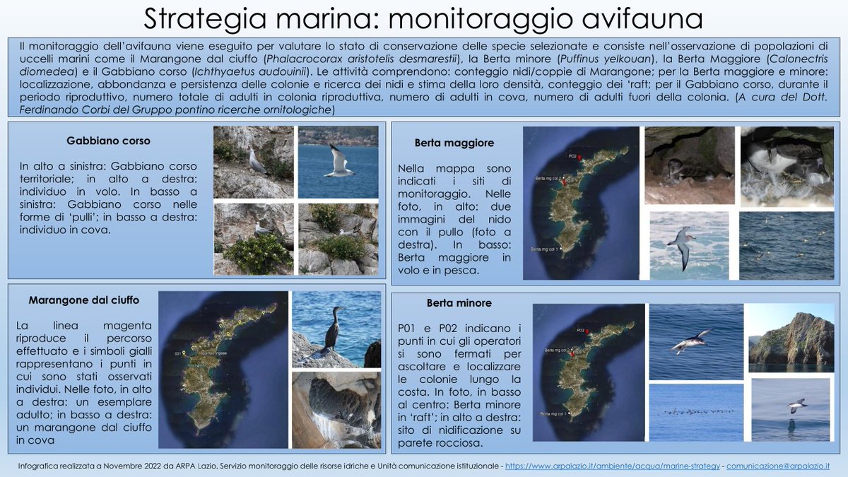 La #StrategiaMarina rappresenta una parte rilevante delle attività di #ARPALazio a tutela del mare. Tra le azioni comprese in questo ambito, il monitoraggio dell'avifauna nel #Lazio. Per maggiori informazioni: arpalazio.it/ambiente/acqua… @MASE_IT @SNPAmbiente @ISPRA_Press